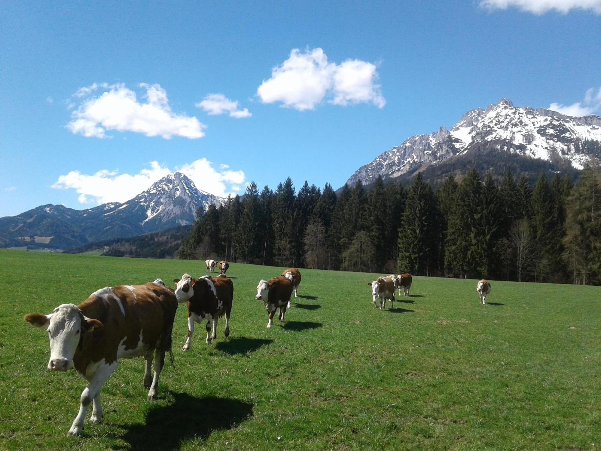 Berndlhof Mitterberg - Groebming - Schladming Gersdorf